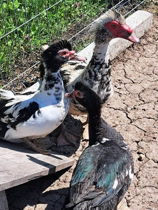 Vând rațe leșeștisi românești