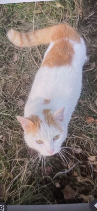 Отдам кота в добрые руки