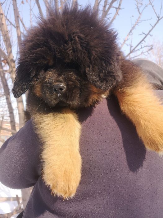 Щенки Тибетского Мастифа.