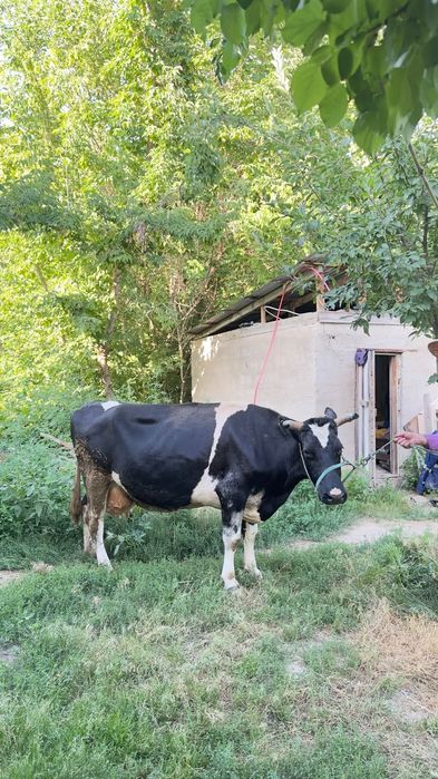 продам корову, сиыр сатылады