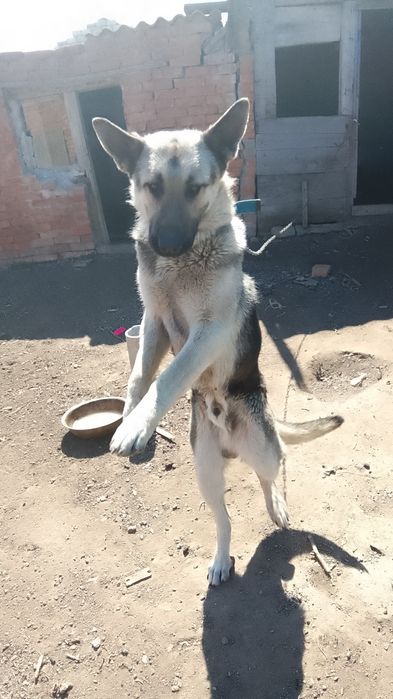 Европейская овчарка