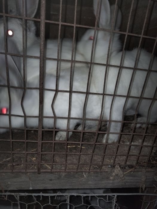 Vând iepuri diferite mărimi