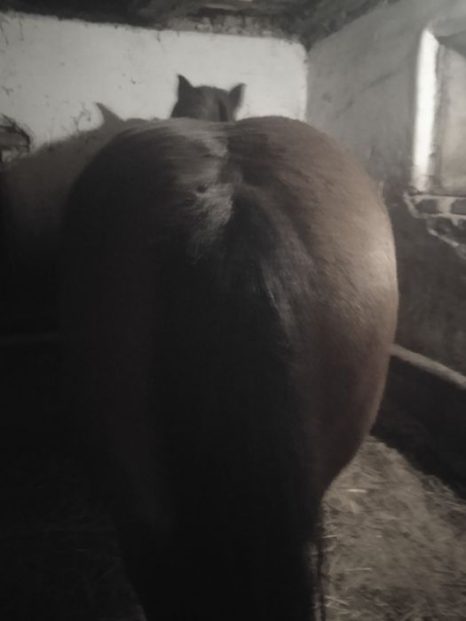 Iapa gestanta de 9 luni