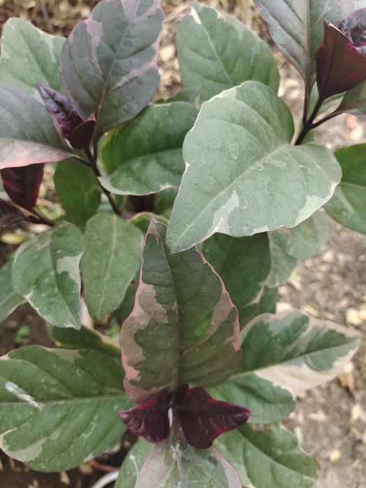 Продам комнатные цветы