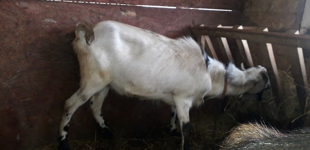 De vânzare doi țapi