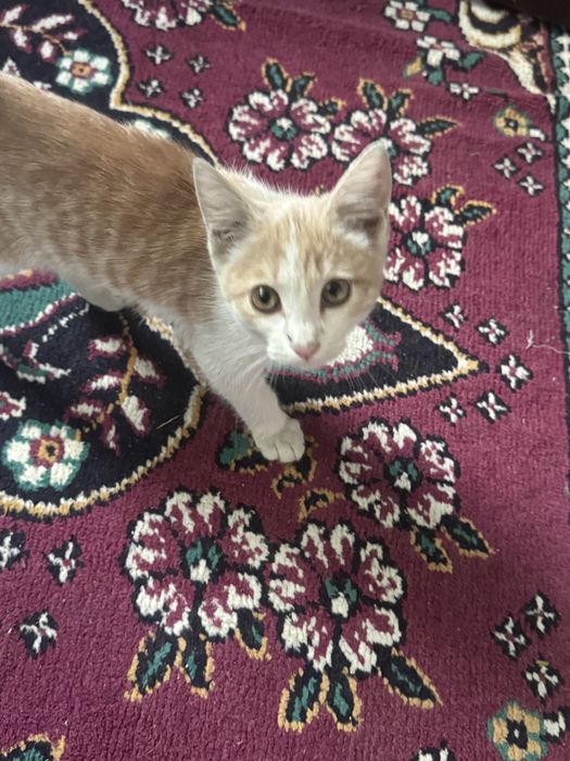 Отдам котенку мальчик