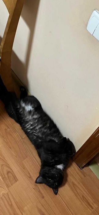 отдам  в добрые руки  кота