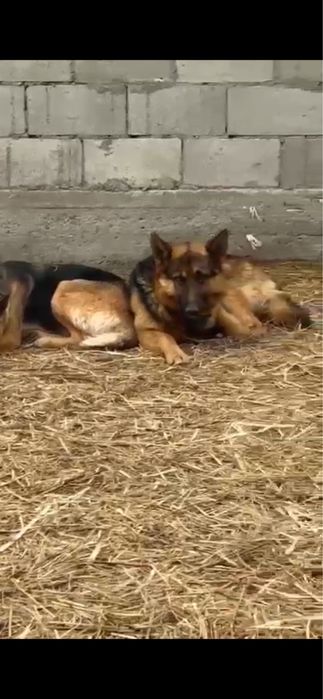 Продам немецкую овчарку