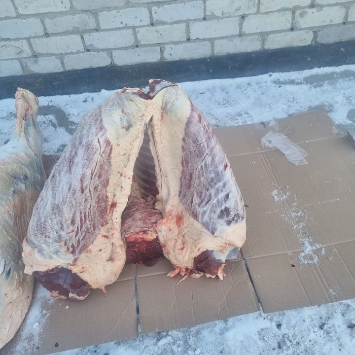 Продам согым конина