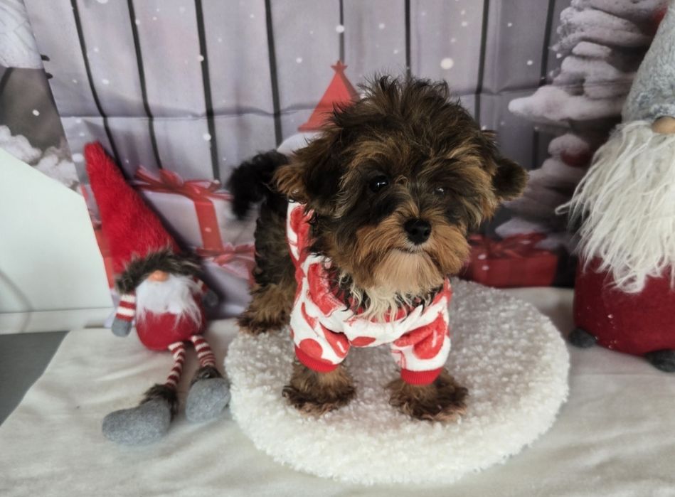 Йоркширски териер ,йорки мини момиче