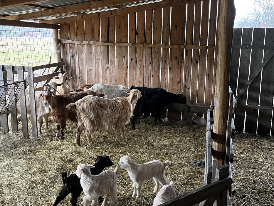 De vanzare capre cu iezi