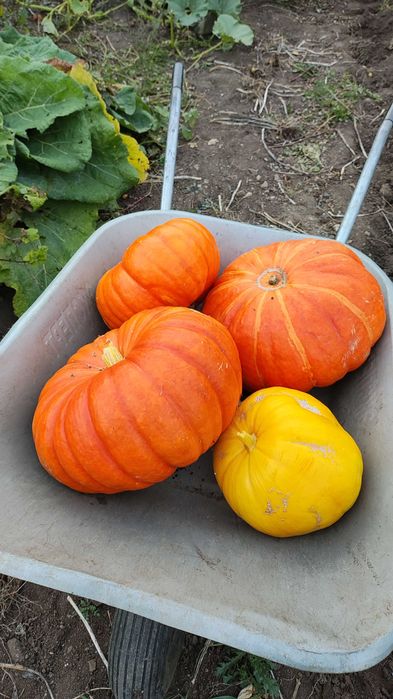 Продам дачу Каучук