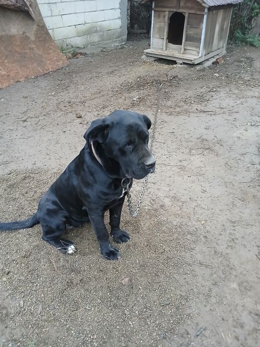 Femela foarte frumoasa și superba cine are  o dorești sa ma contactați