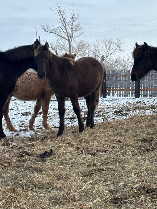 жабагы сатылады.       .