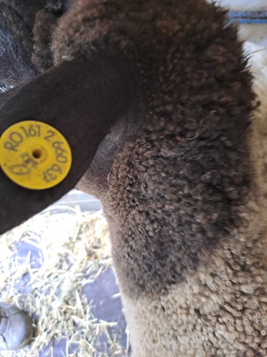 Oi Dorper de vanzare