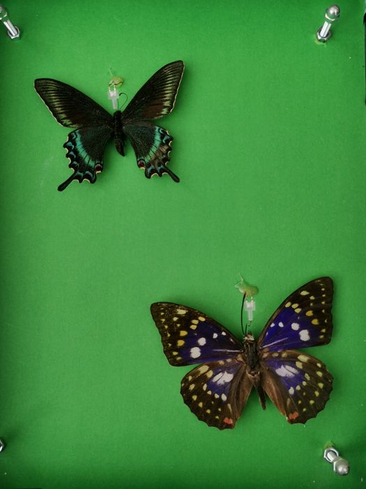 Истински пеперуди, естествени