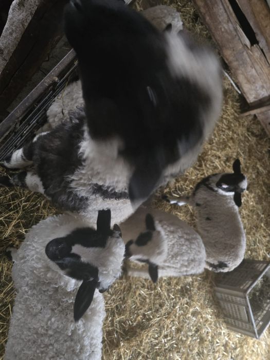 Vând miel breaz tăiat