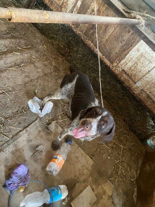 Охотичий иттер сатылады