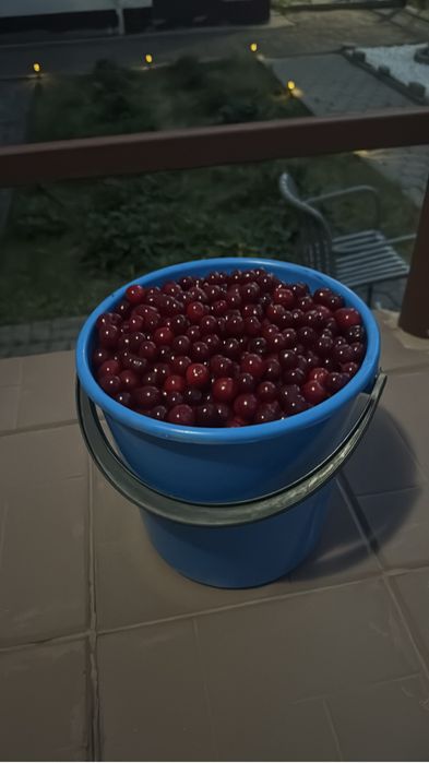 Продаю дачную вишню