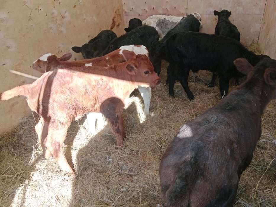 Продам телят разные