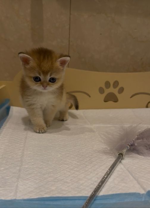 Шотландские шиншиллы