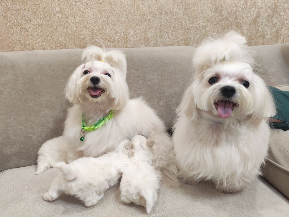 Продам щенко мальтийских болонок