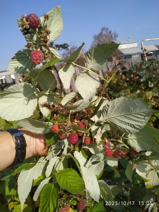 Продам саженцы малины