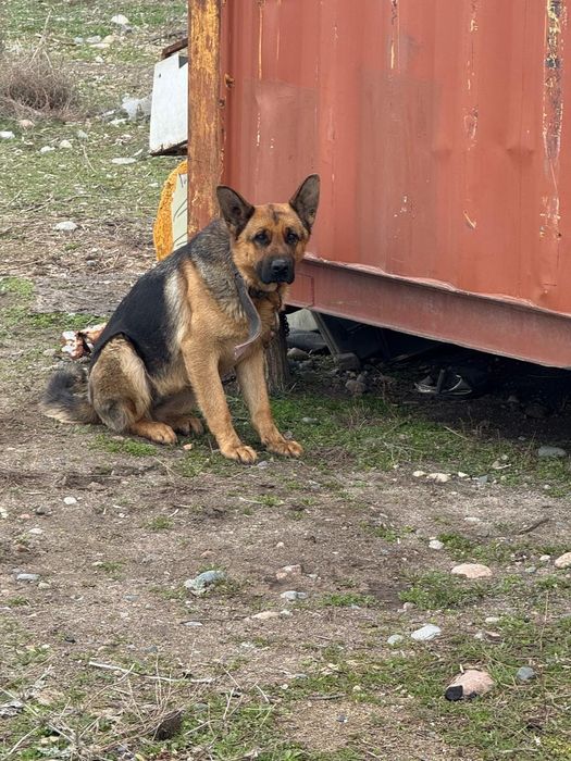 Продается овчарка самка