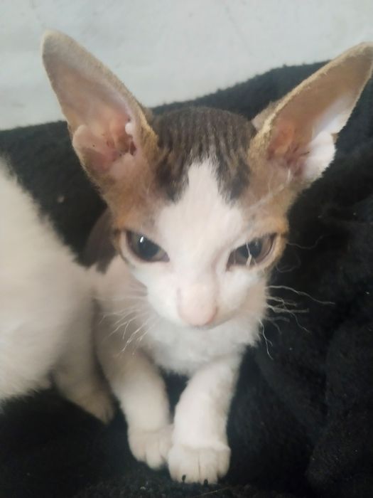 Продам котят сфинксов