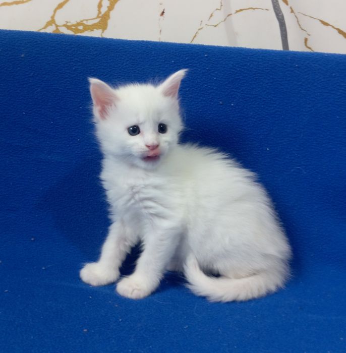 Котята Мейн Кун ( питомник)