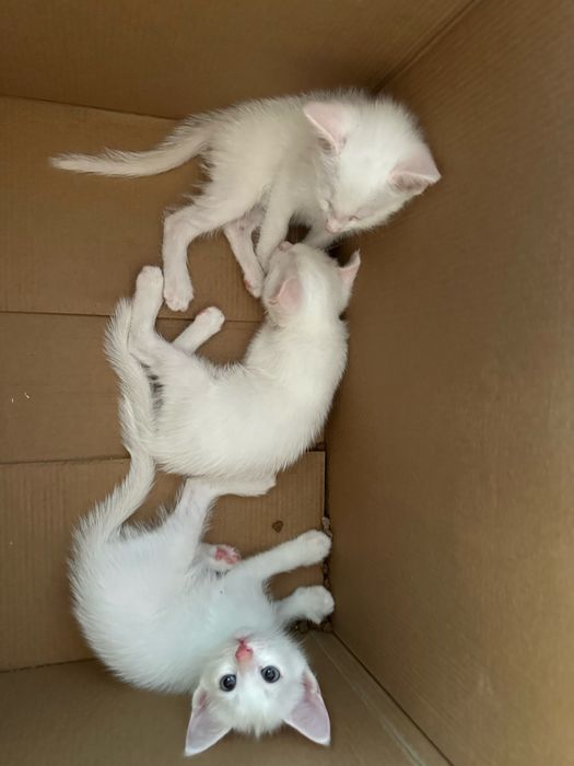 Породистые кошки