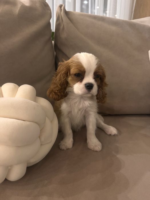 Щенок кавалер кинг чарльз спаниэль