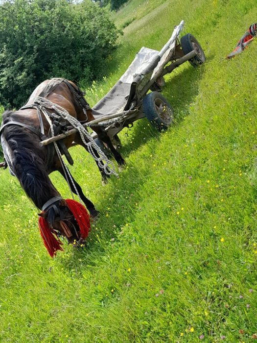 Cal de vânzare Maxut