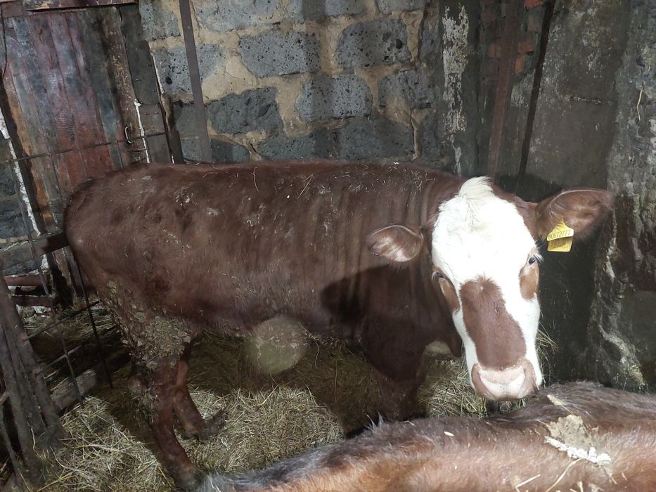 Продам телку. С откорма