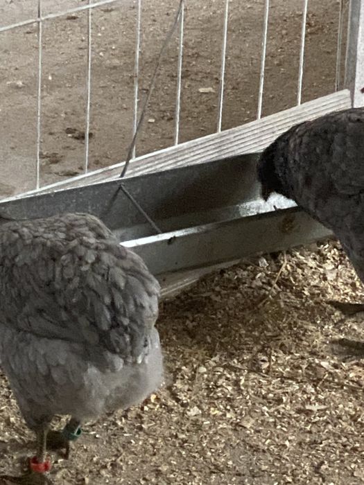 Oua si pui  araucana