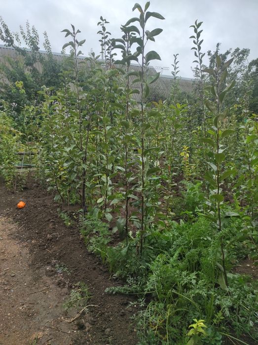 Продам саженцы груши, яблони