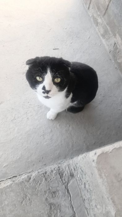 Xadiyaga beriladi