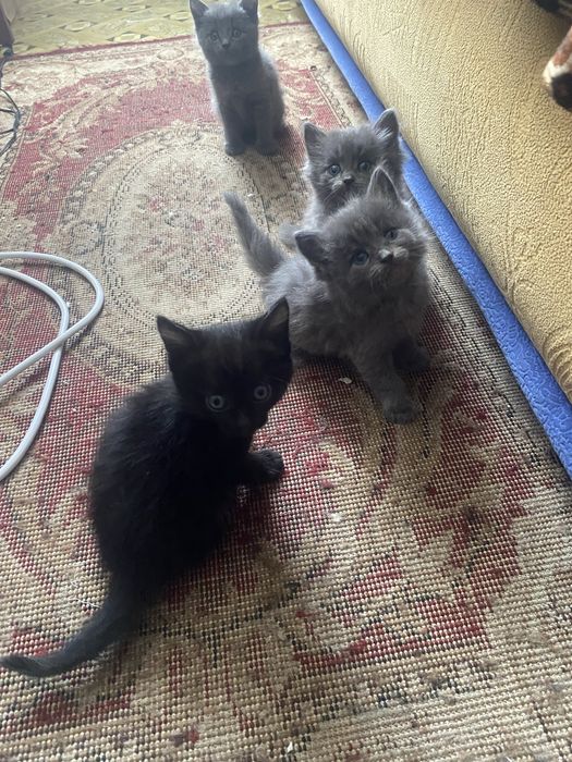 Отдам котят в добрые руки