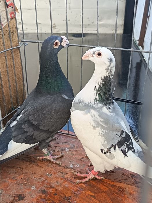 pereche porumbei voiajori italieni