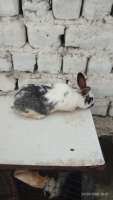 Quyonlar sotiladi 4 ta