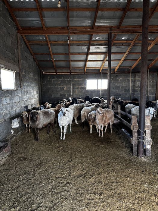 Кой сатамын откорм