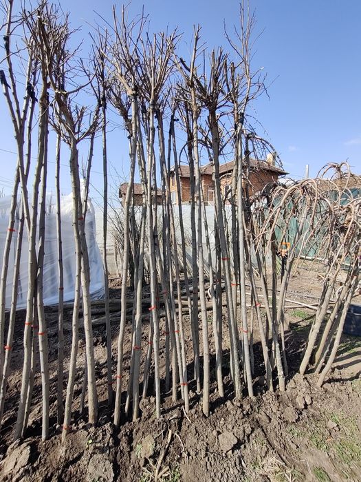 Плачеща Черница , Кълбовидна Акация