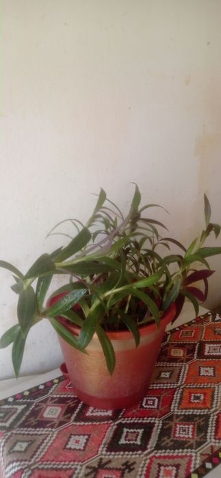 Продаю комнатные цветы Рио.