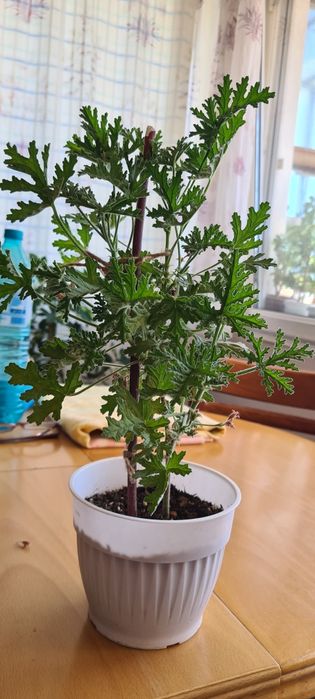 Индрише, красиво, ароматно!