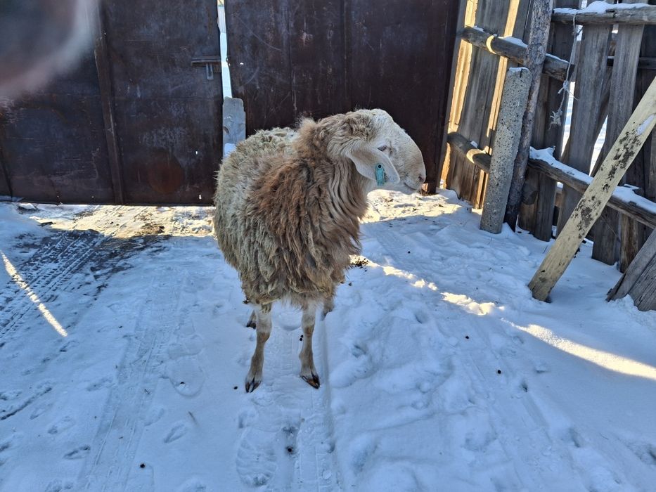 Продам кошкара гисарской пароды