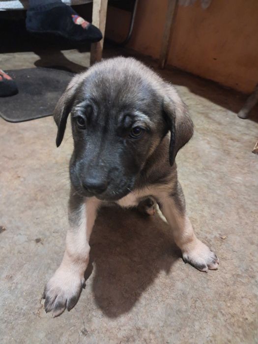 Продавам купе Кане Корсо