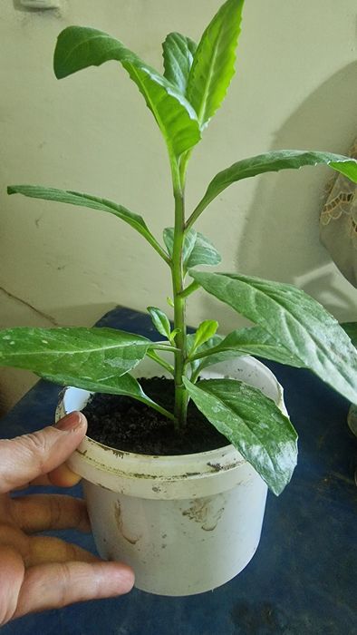 Лечебное растение Джинура