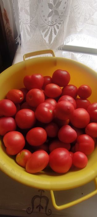 Продам помидоры домашние