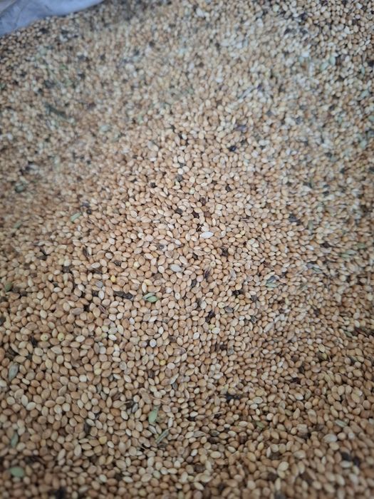 Mei galben productie 2025