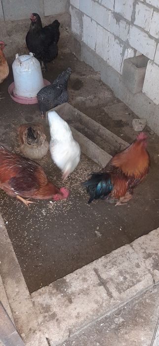 Продам петухы молодые